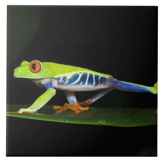 Carreau Costa Rica, Grenouille aux yeux rouges (Agalychnis (Devant)