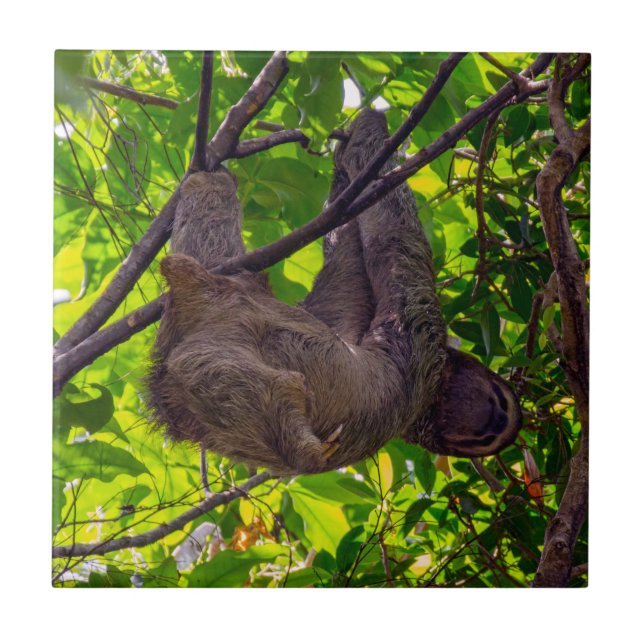 Carreau Costa Rica - Happy Lazy Sloth, Antonio Manuel NP (Devant)