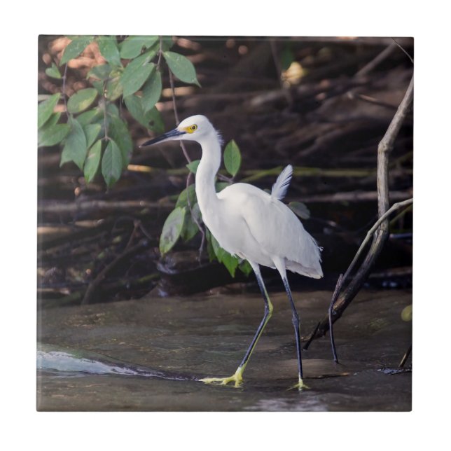 Carreau Costa Rica, Tortuguero - Egretta thula (Devant)
