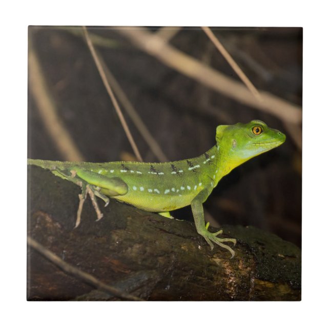 Carreau Costa Rica, Tortuguero - Emerald Basilisk Lizard (Devant)