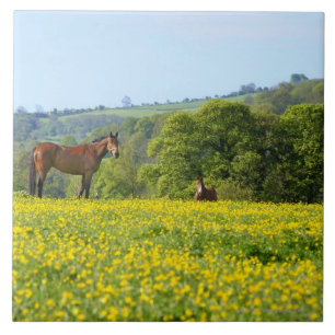 Carreau Cotswolds, R-U