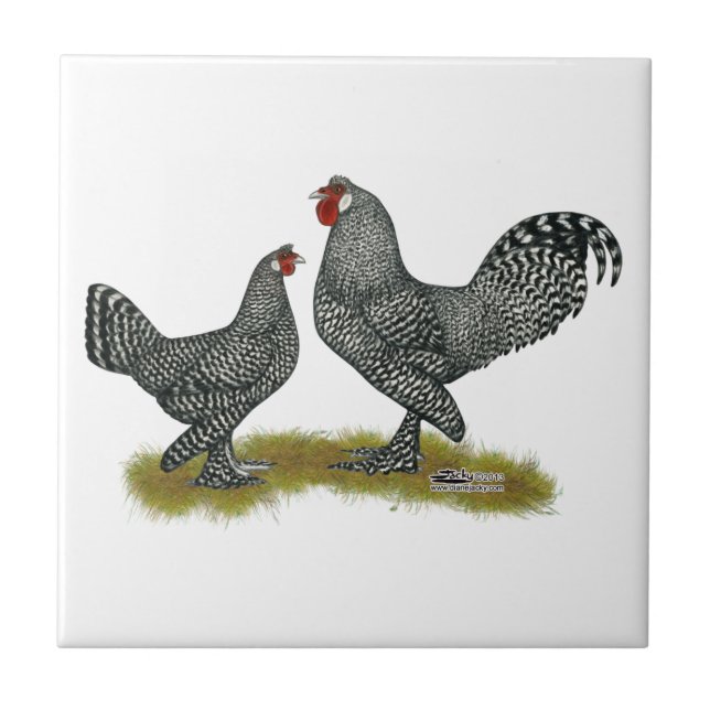 Carreau Coucou de poulets de Breda (Devant)