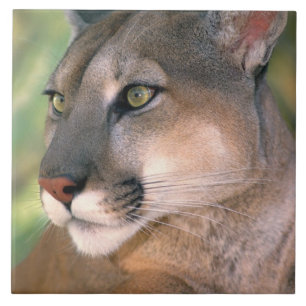 Carreau Cougar, Californie