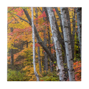 Carreau Couleur D'Automne Dans La Forêt Près Du Port De 