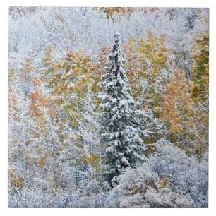 Carreau Couleurs d'automne des trembles et neige Keebler P