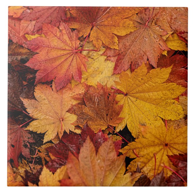 CARREAU COULEURS D'AUTOMNE D'OR (Devant)
