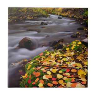 Carreau Couleurs d'automne le long du ruisseau McGee