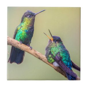 Carreau Couple costaricien de colibri