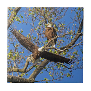 Carreau Couple d'aigles