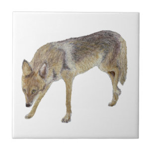 Carreau Coyote
