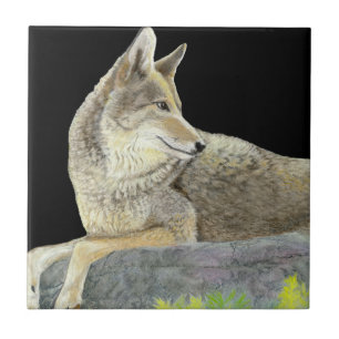 Carreau Coyote