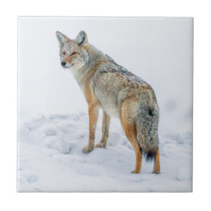 Carreau Coyote sur le qui-vive dans la neige