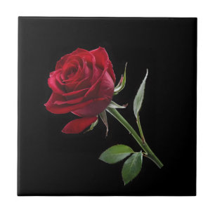 Carreau Crimson sur l'ébène : La rose rouge unique,