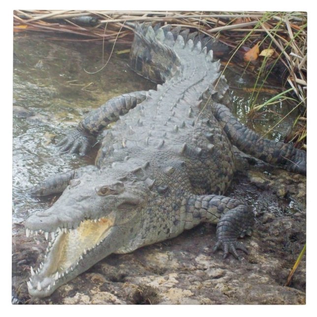 Carreau Crocodile jamaïcain d'eau salée (Devant)