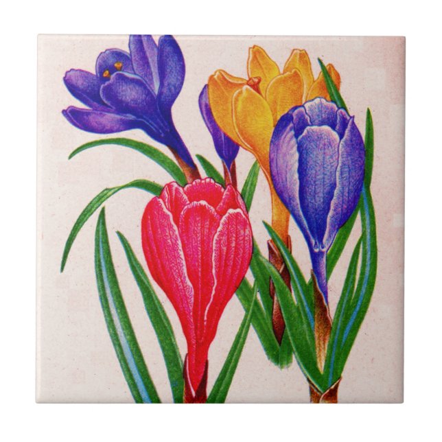 Carreau crocus (Devant)