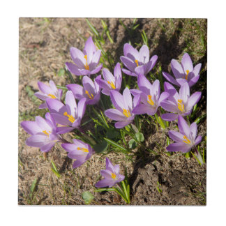Carreau Crocus de printemps mignons