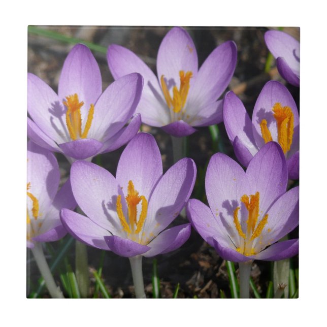 Carreau Crocus violets ensoleillés (Devant)
