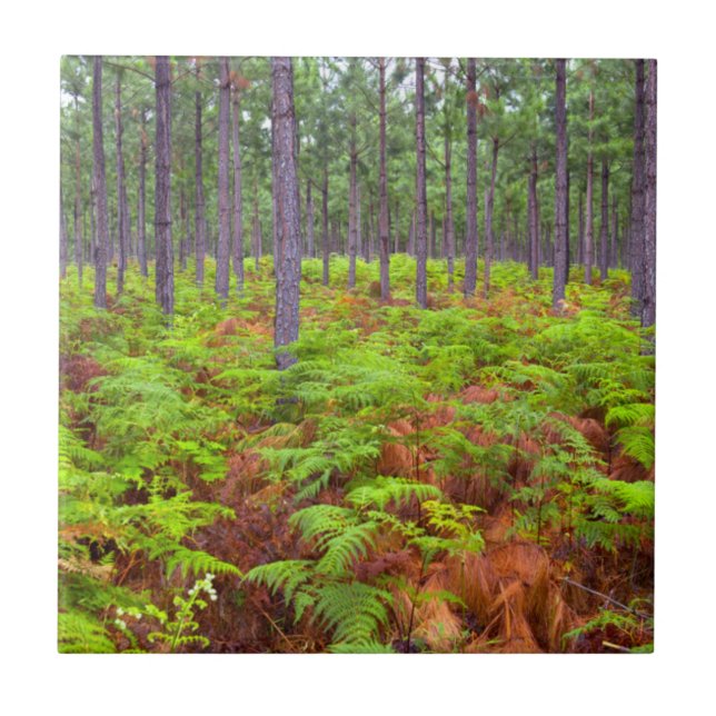 Carreau Croissance de la peau commune (Pteridium Aquilinum (Devant)