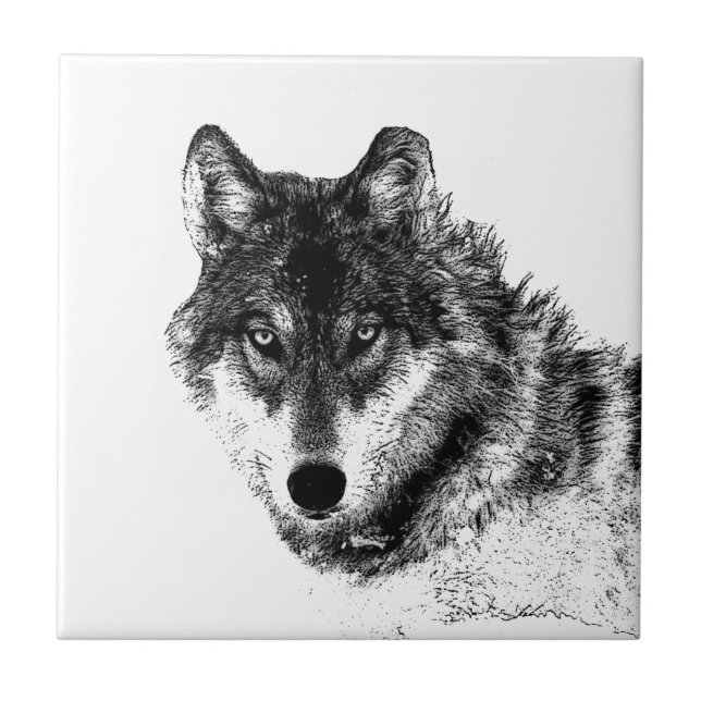 Carreau Croquis de loup gris (Devant)