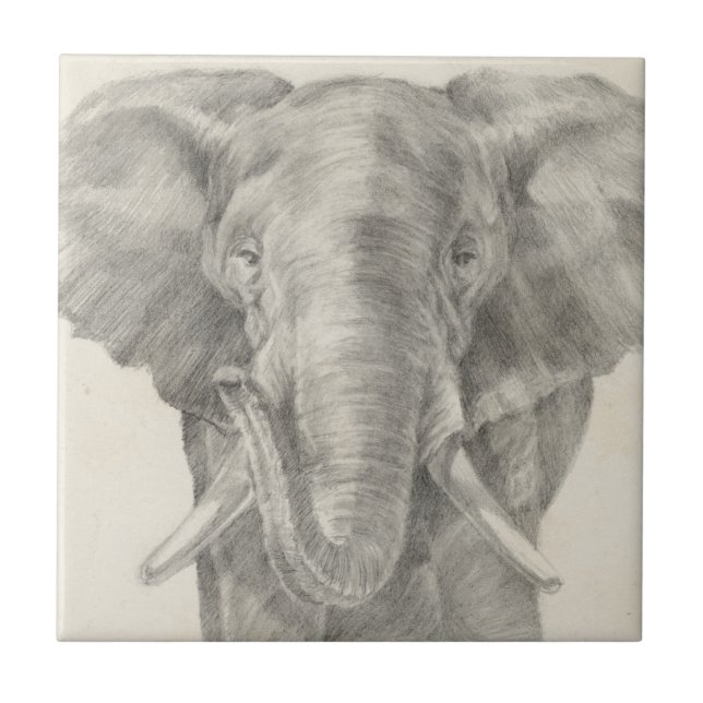 Carreau Croquis éléphant (Devant)