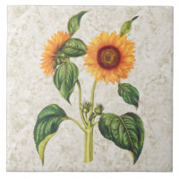Cru de tournesol botanique