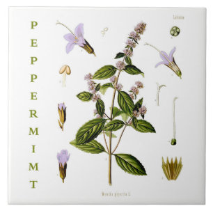 Carreau Cuisine vintage : fleurs de plante de menthe poivr