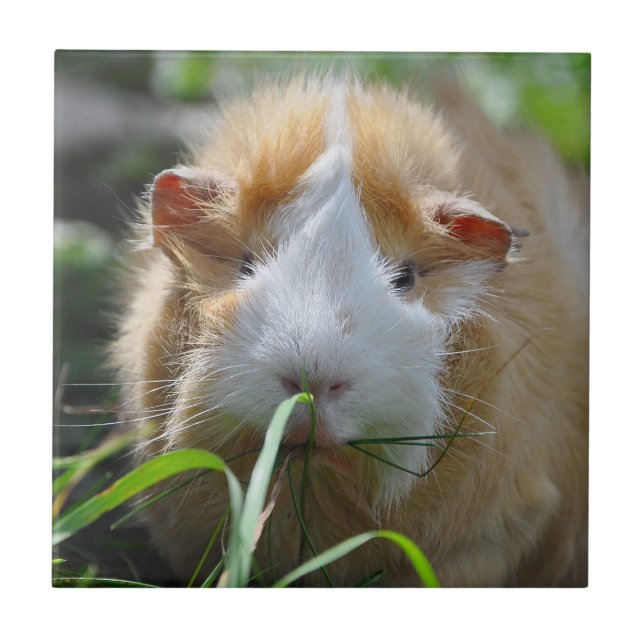 Carreau Cute, Abyssinian, Crème et blanc, Cochon de Guinée (Devant)