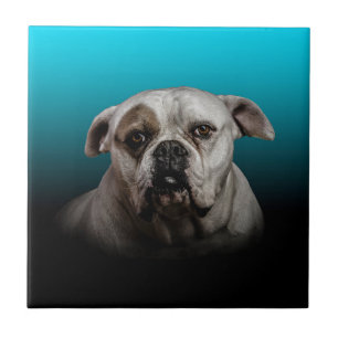 Carreau Cute Boxer Dog w Blue Black Gradient arrière - pla