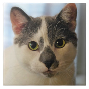 Carreau Cute chat