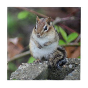 Carreau Cute Chipmunk Sur Animal Rock