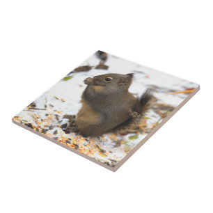 Carreau Cute Douglas Squirrel Profite d'une fête d'hiver
