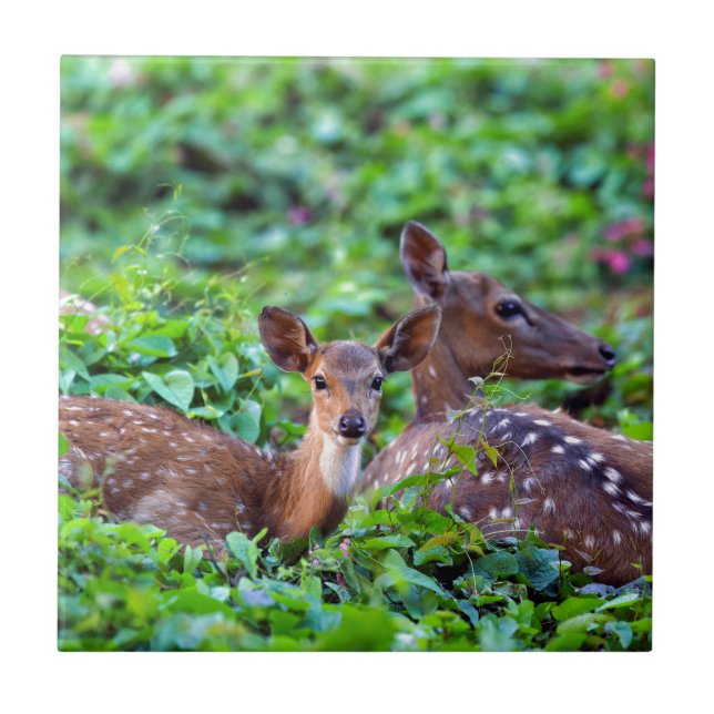 Carreau Cute fawn couché dans la forêt avec mère (Devant)