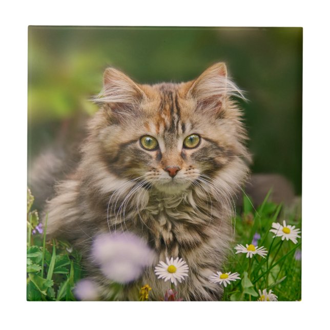 Carreau Cute Fluffy Maine Coon Kitten Chat Photo animal — (Devant)