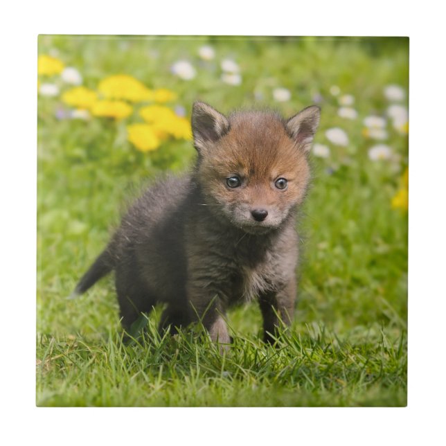 Carreau Cute Fluffy Red Fox Cub Wild Baby Animal, Céramiqu (Devant)