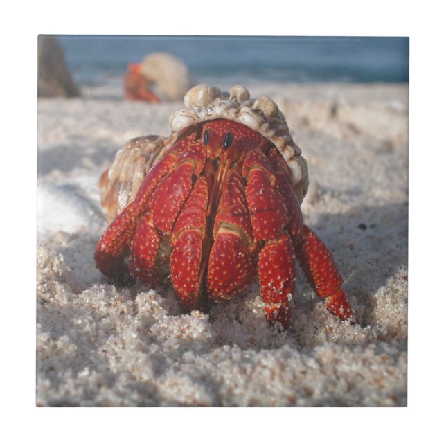 Carreau Cute Hermit Crabe sur White Sandy Beach Closeuse (Devant)
