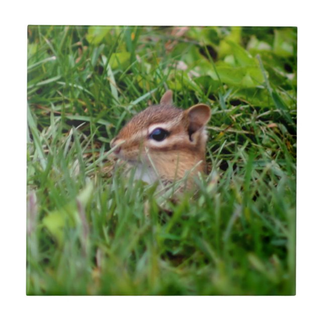 Carreau Cute Peeking Chipmunk Animal (Devant)