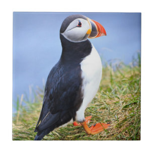 Carreau Cute Puffin