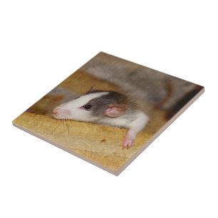 Carreau Cute rat