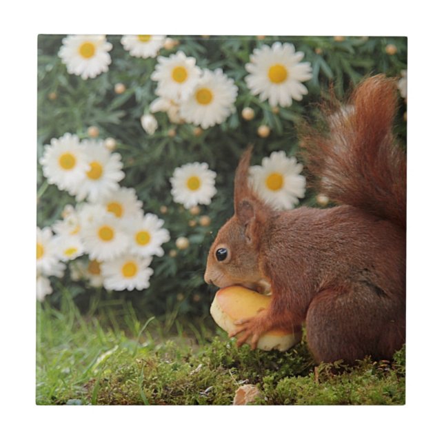 Carreau Cute Red Squirrel Daisies en céramique Carrelage (Devant)