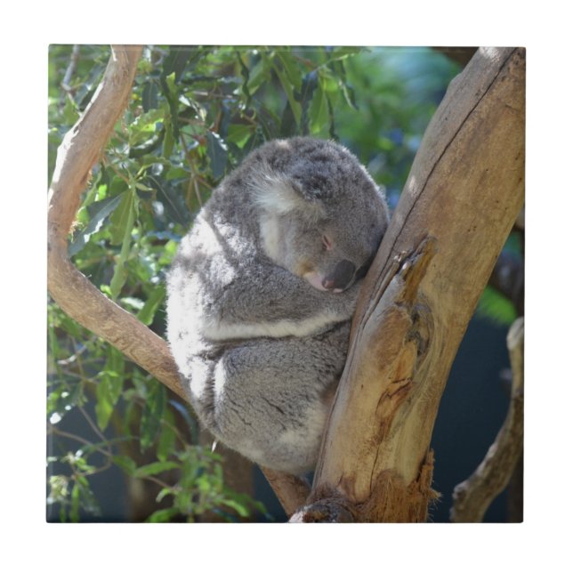 Carreau Cute Sleeping Koala in Tree (Devant)