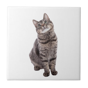Carreau Cute tabby Cat