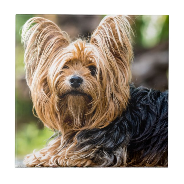Carreau Cute Yorkshire Terrier Chien dans le jardin (Devant)
