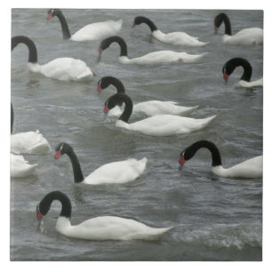 Carreau Cygnes à cou noir (Cygnus melancoryphus)