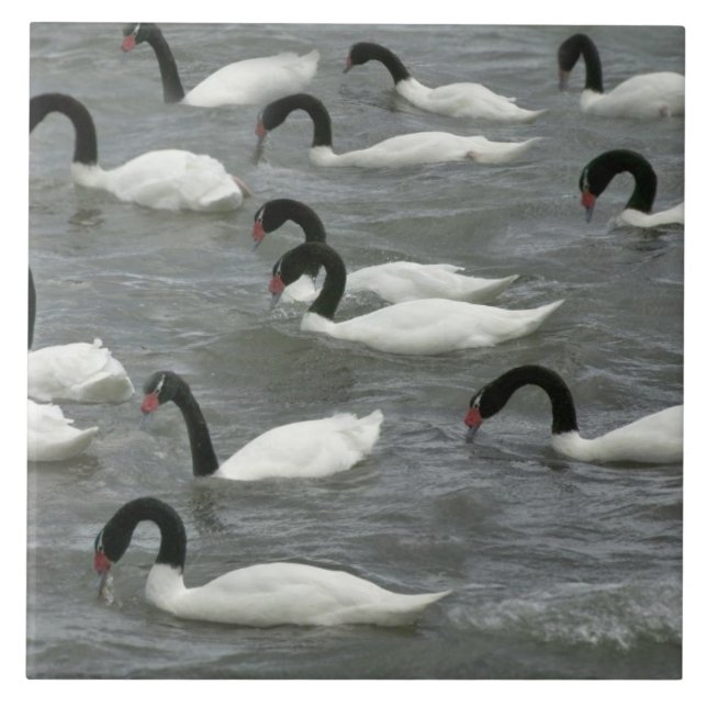Carreau Cygnes à cou noir (Cygnus melancoryphus) (Devant)