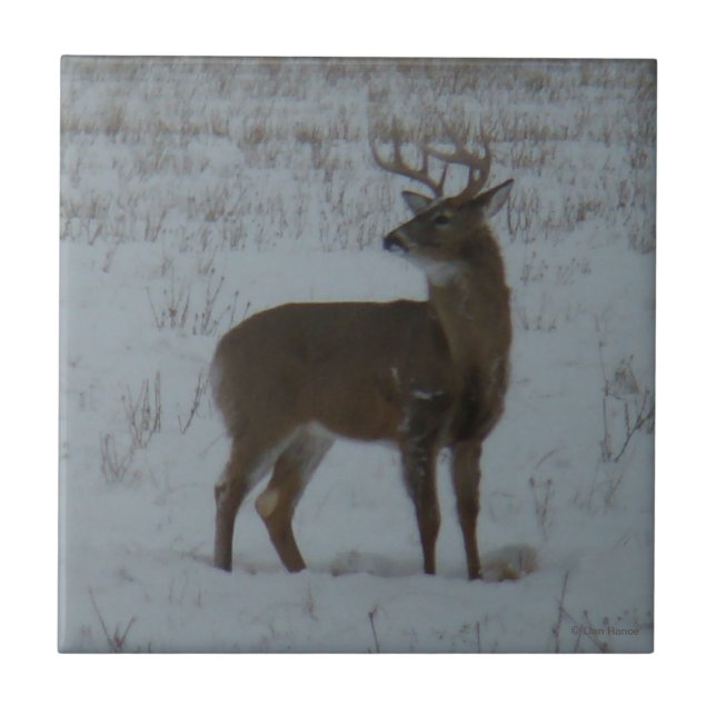 Carreau D11 Cerf à queue blanche dans la neige (Devant)