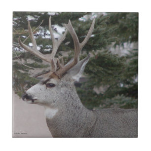 Carreau D25 Mule Deer Buck