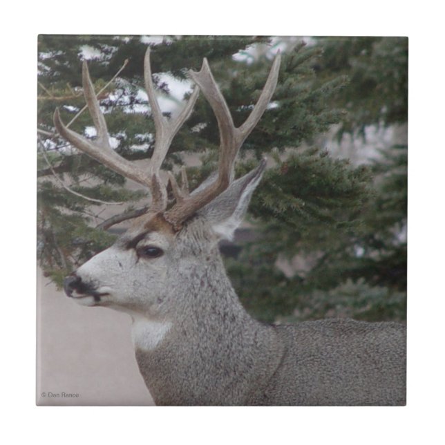 Carreau D25 Mule Deer Buck (Devant)