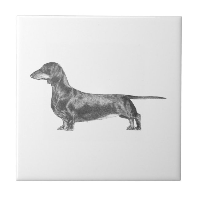 Carreau Dachshund (Devant)