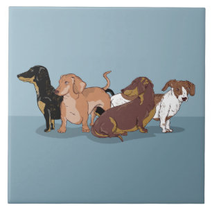 Carreau Dachshunds