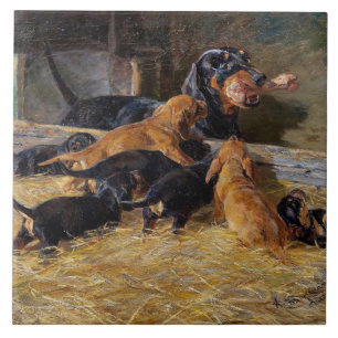 Carreau Dachshunds avec chiot dans le bieder stable Hermin